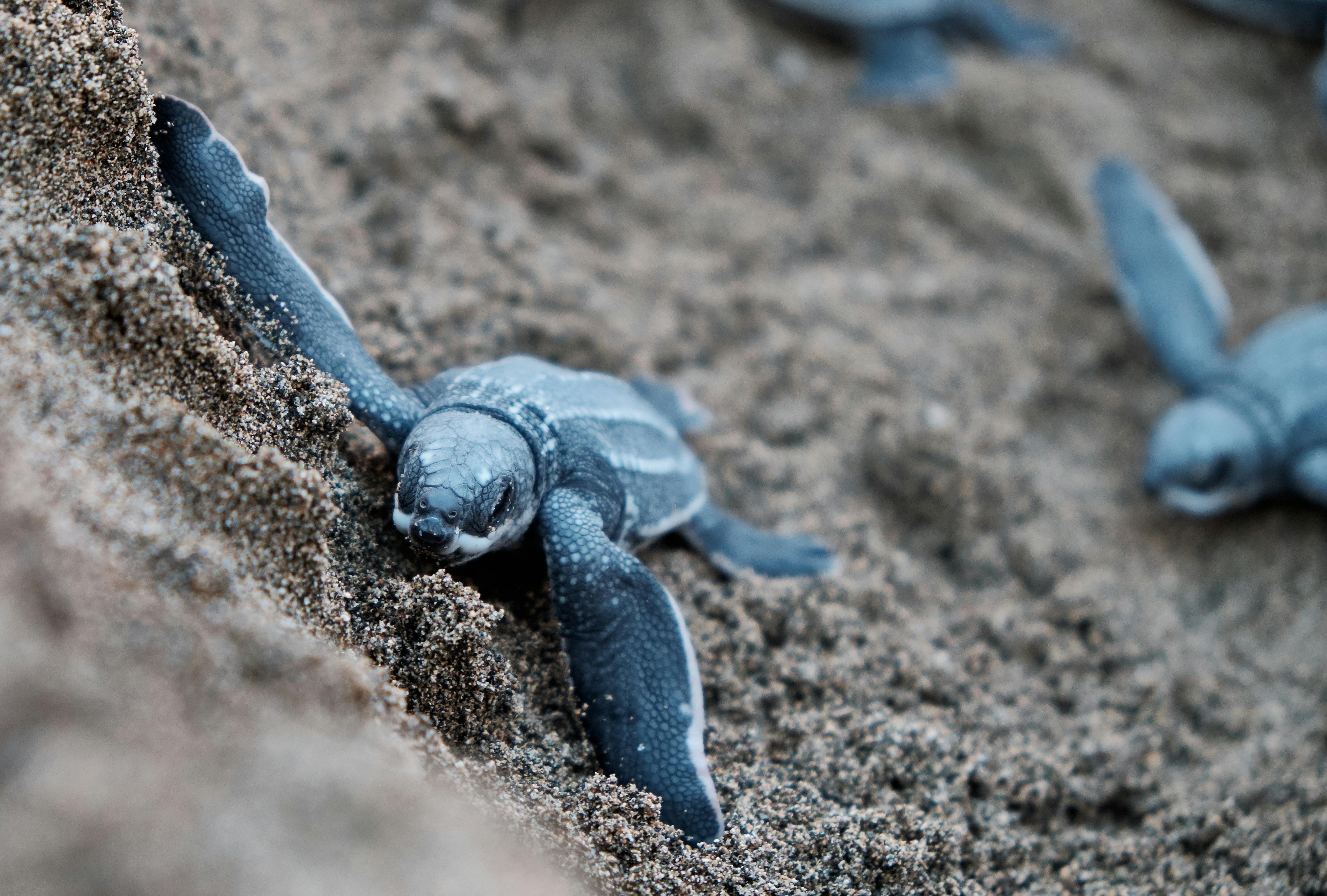 Photo by Jolo Diaz: https://www.pexels.com/photo/blue-turtles-on-brown-sand-3661926/